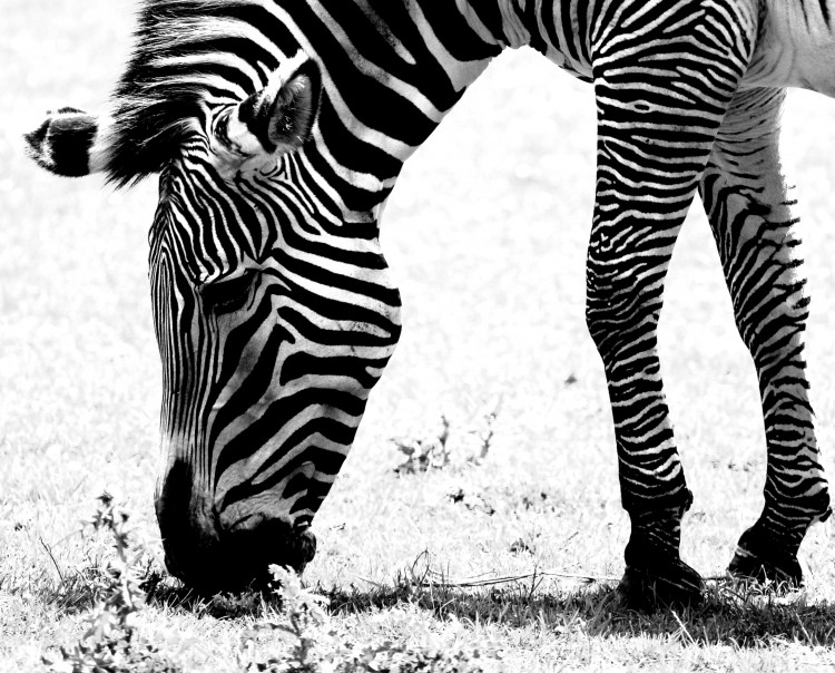 Zebra Black and White